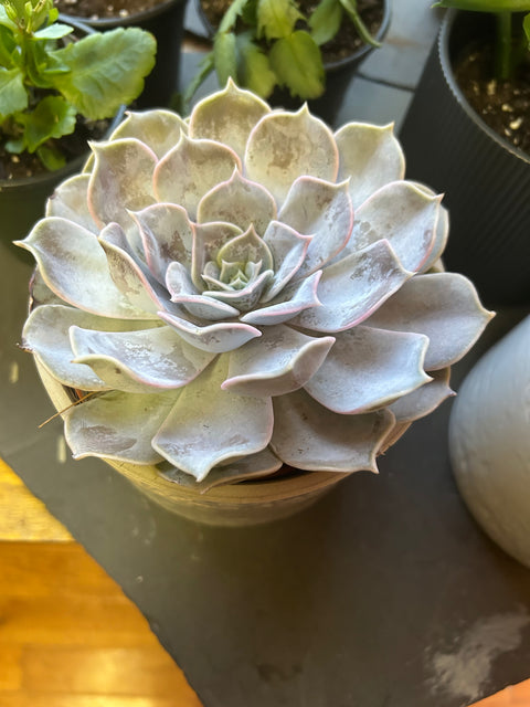 5” succulent