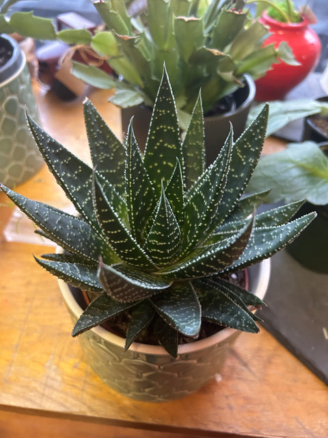 5” succulent