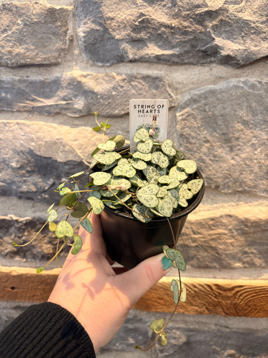 String of Hearts