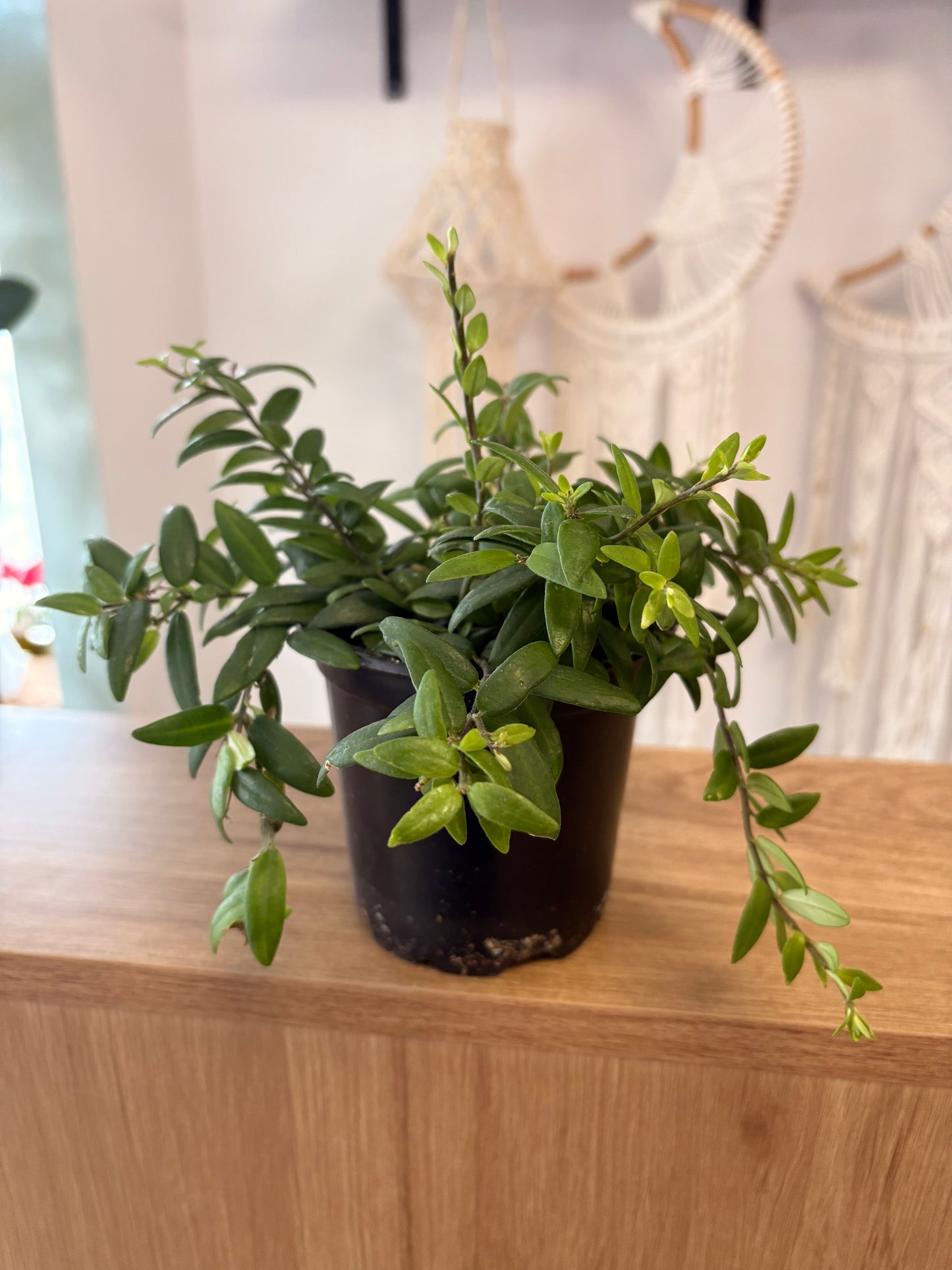 Lipstick plant