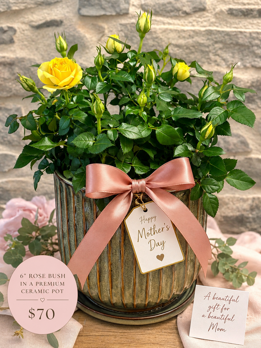 Mother’s Day Rose Garden