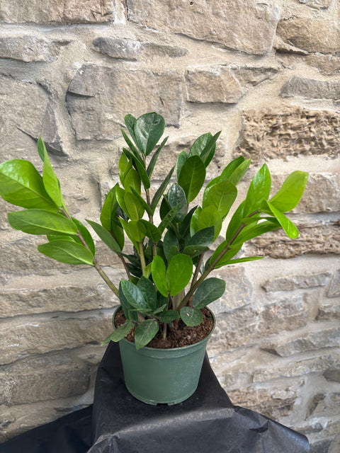 Zz Plant Black 6”