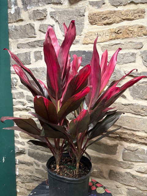 Cordyline Florica 10”