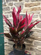 Cordyline Florica 10”