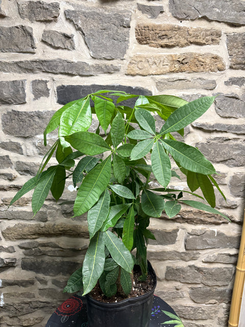 Money Tree 10”