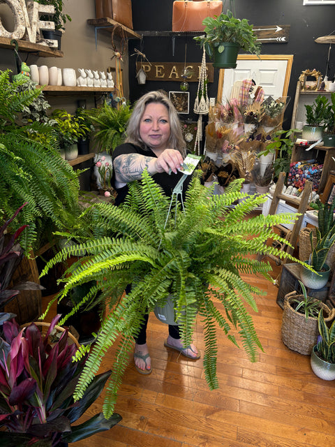 Boston fern hanging basket