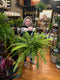 Boston fern hanging basket