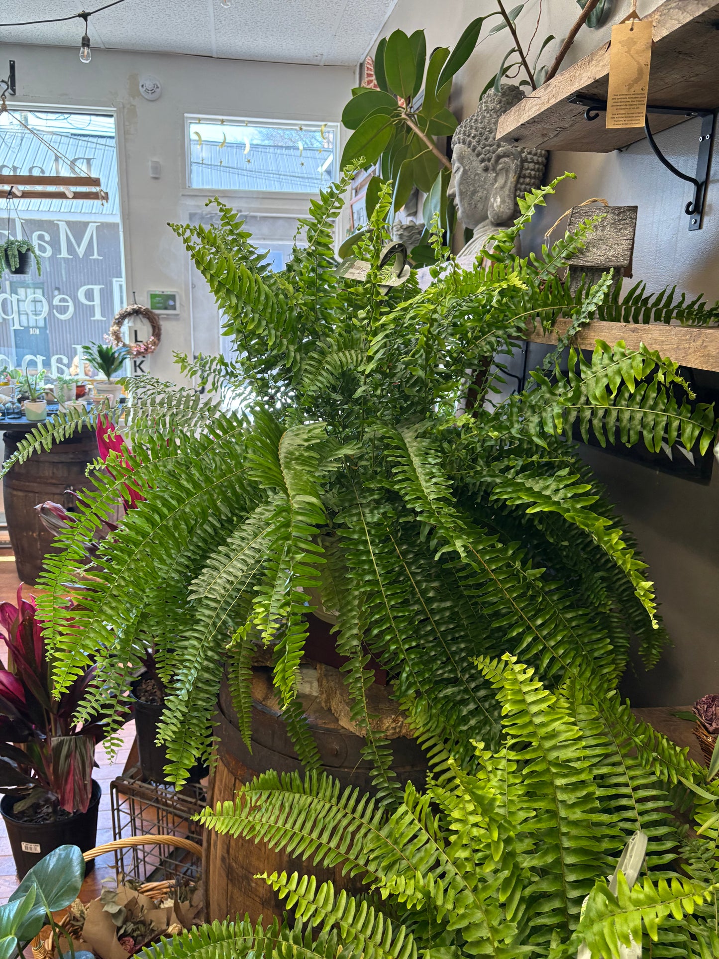 Boston fern hanging basket