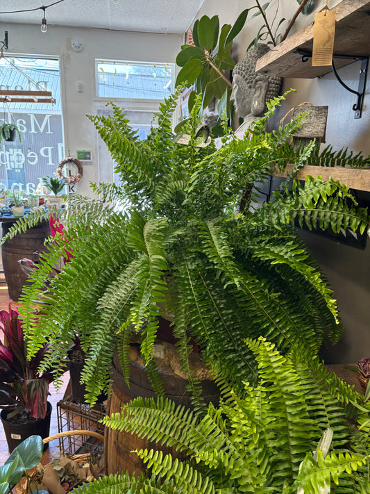 Boston fern hanging basket