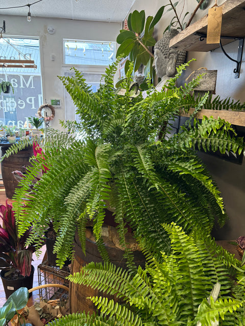 Boston fern hanging basket