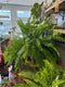 Boston fern hanging basket