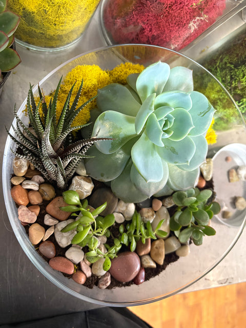 Succulent terrarium workshop