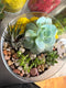 Succulent terrarium workshop