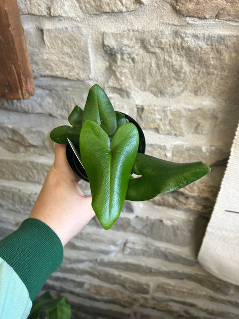 Heart Fern