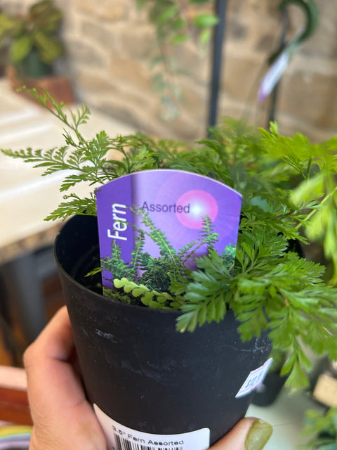 Fern