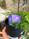 Fern