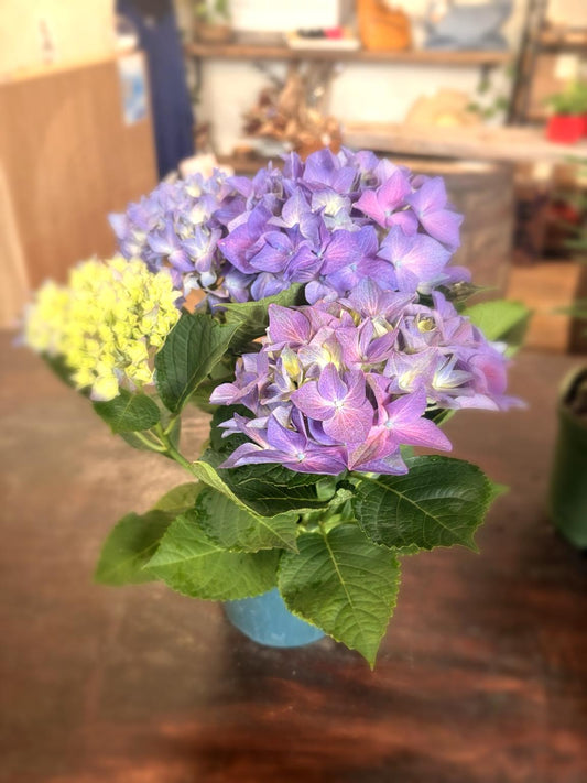 Hydrangea 6”