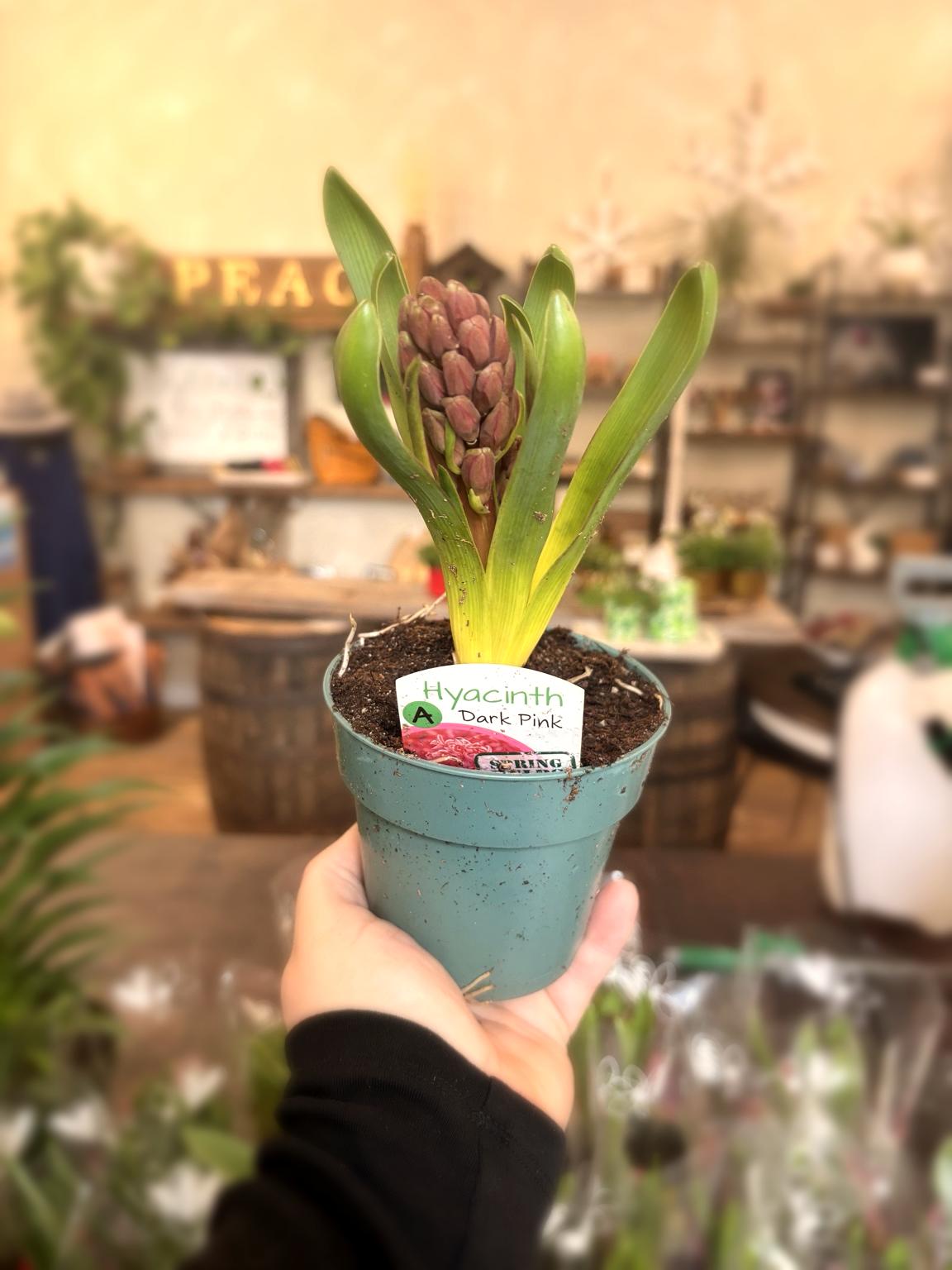 Potted spring blooms