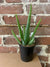 Aloe Vera Plant