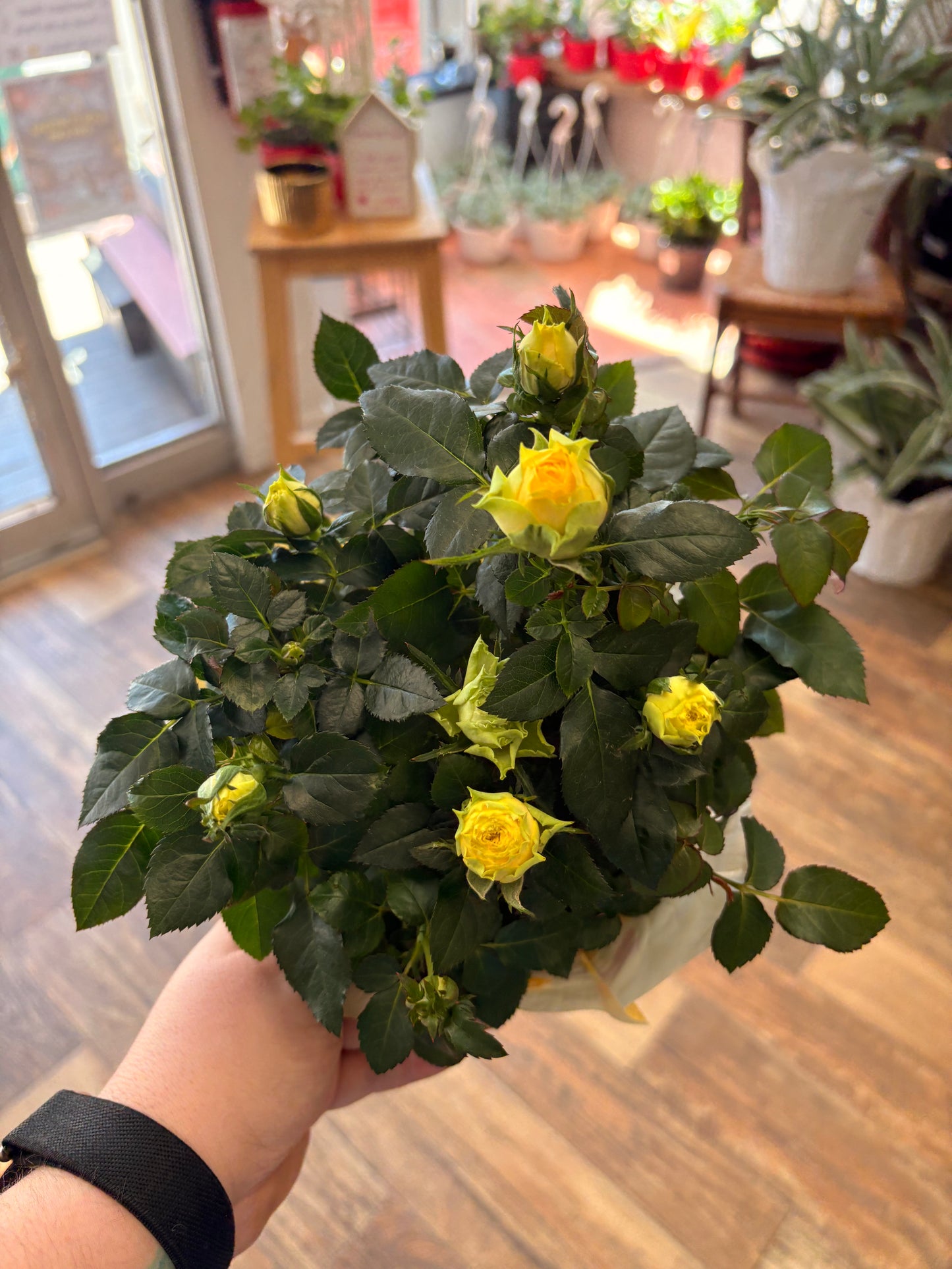 Mini potted roses 6”