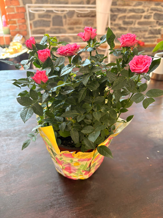 Mini potted roses 6”