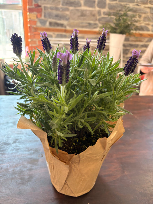 Potted Lavender 6”
