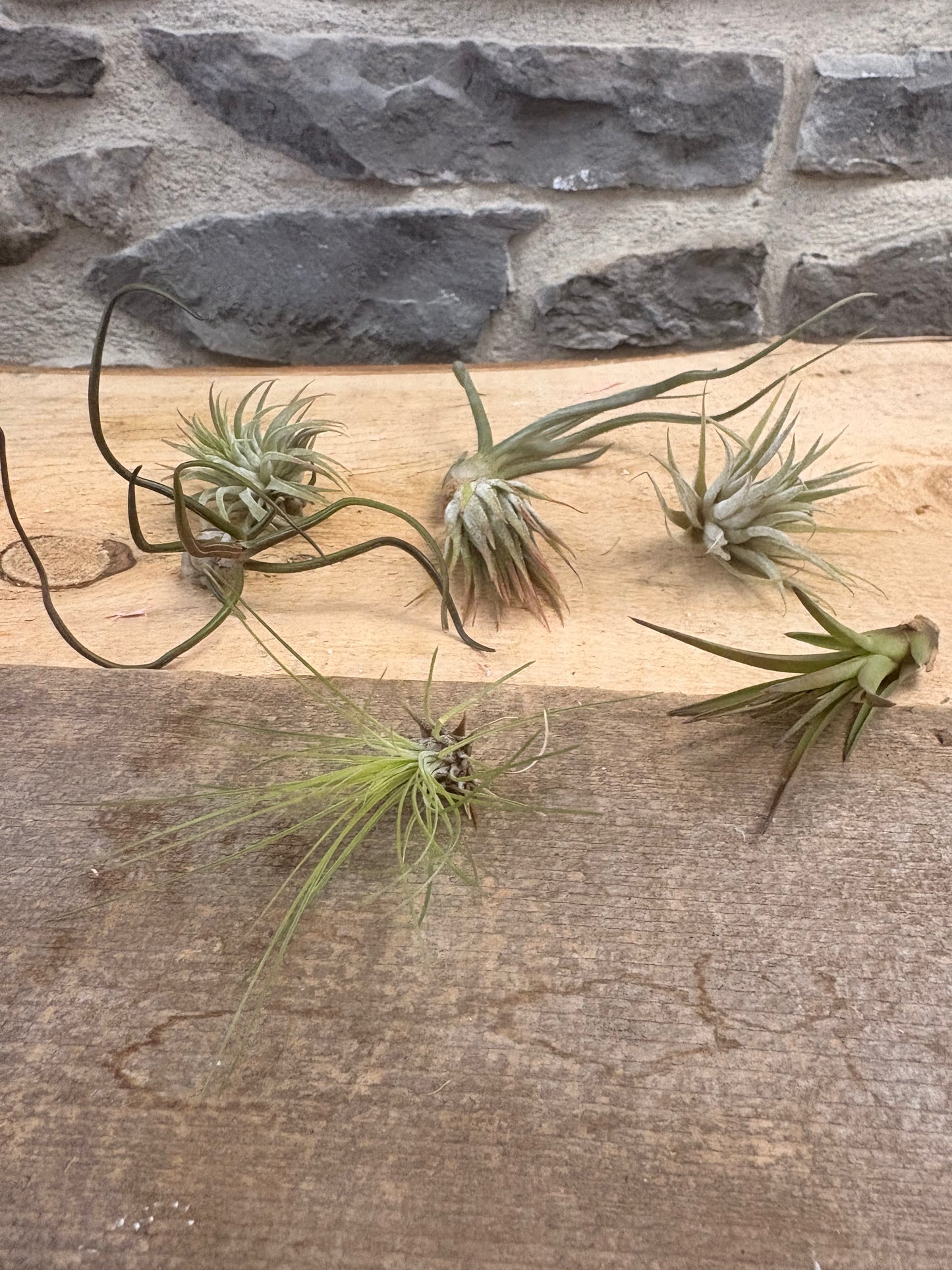 Medium air plants
