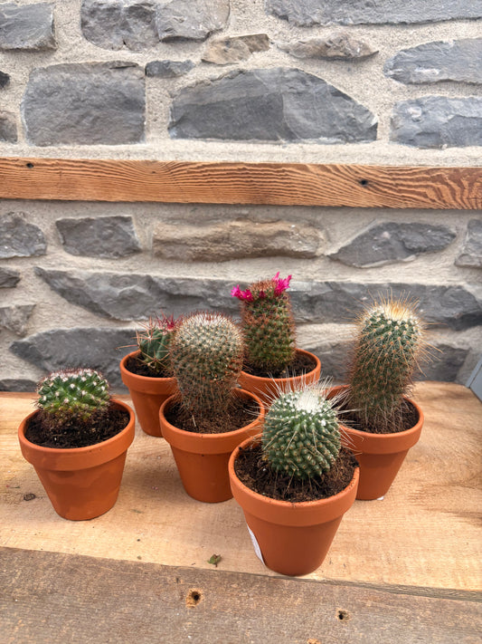 Terra-cotta potted cactus 3”