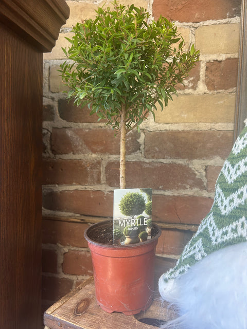 Myrtle Topiary 4.5”