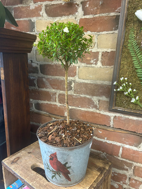 Myrtle Topiary