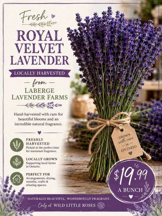 Royal velvet lavender bundles