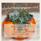 Succulent Pumpkin Workshop