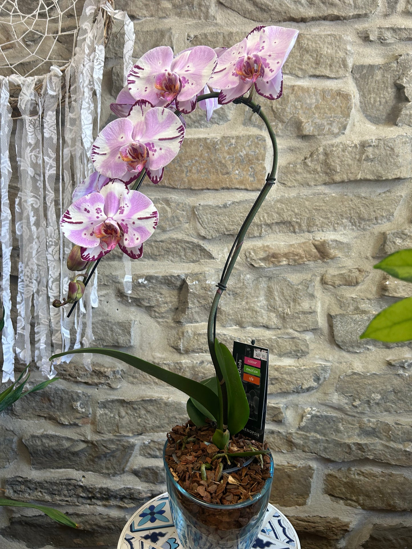 Swan Orchids