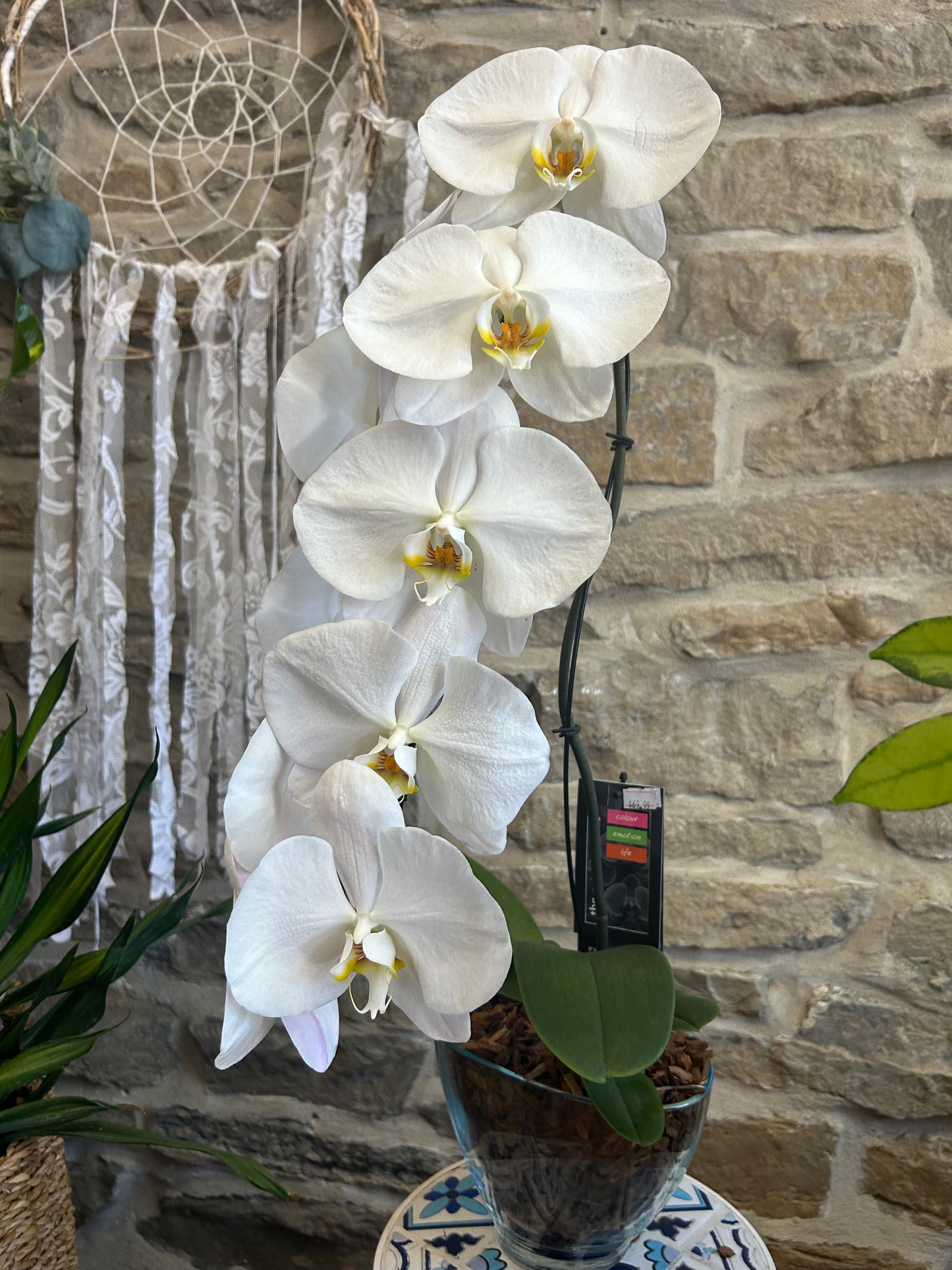Swan Orchids