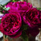 David Austin Kate Garden Roses - Wild Little Roses