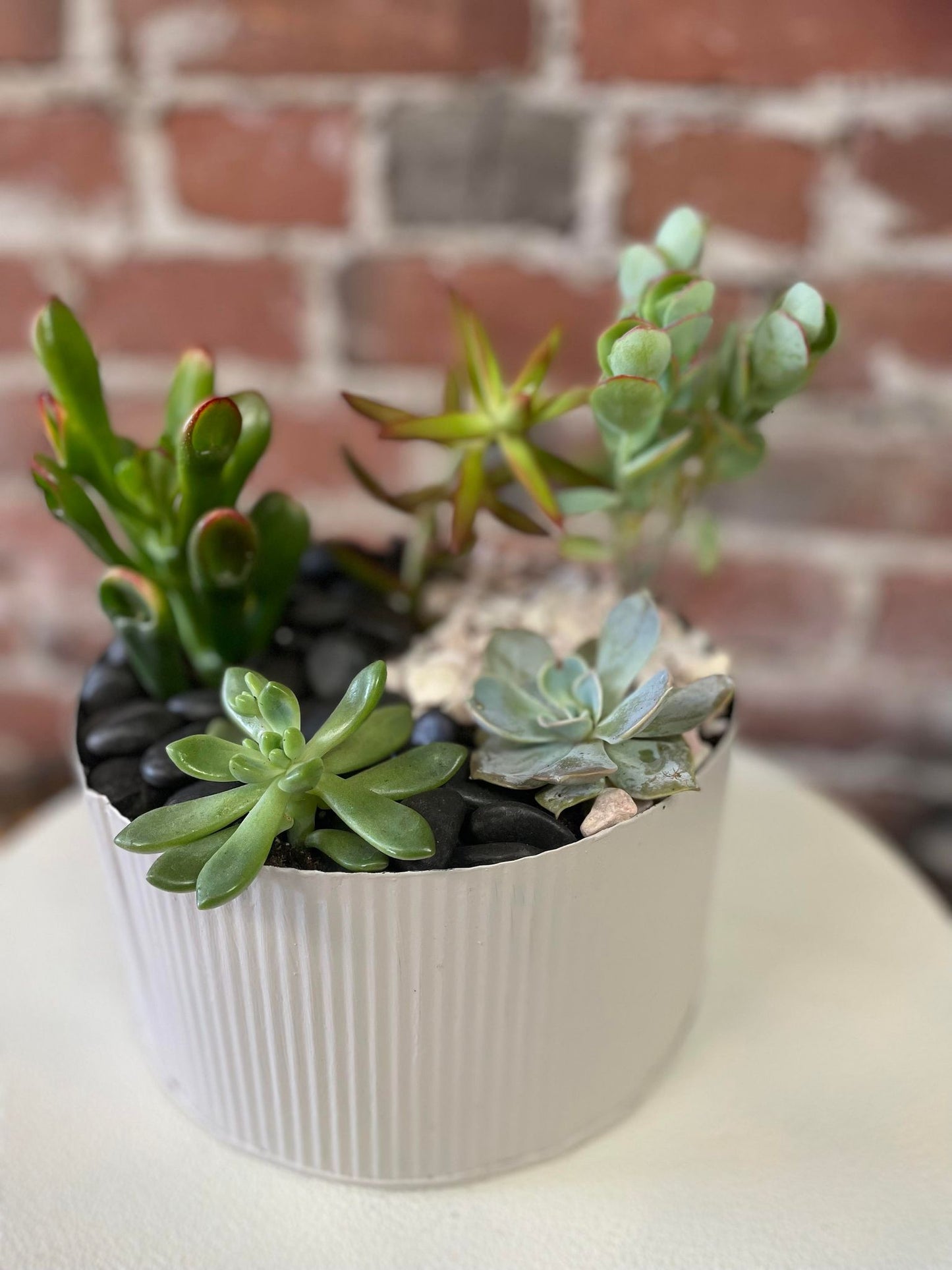 Potted succulents arranged in a beautiful white container