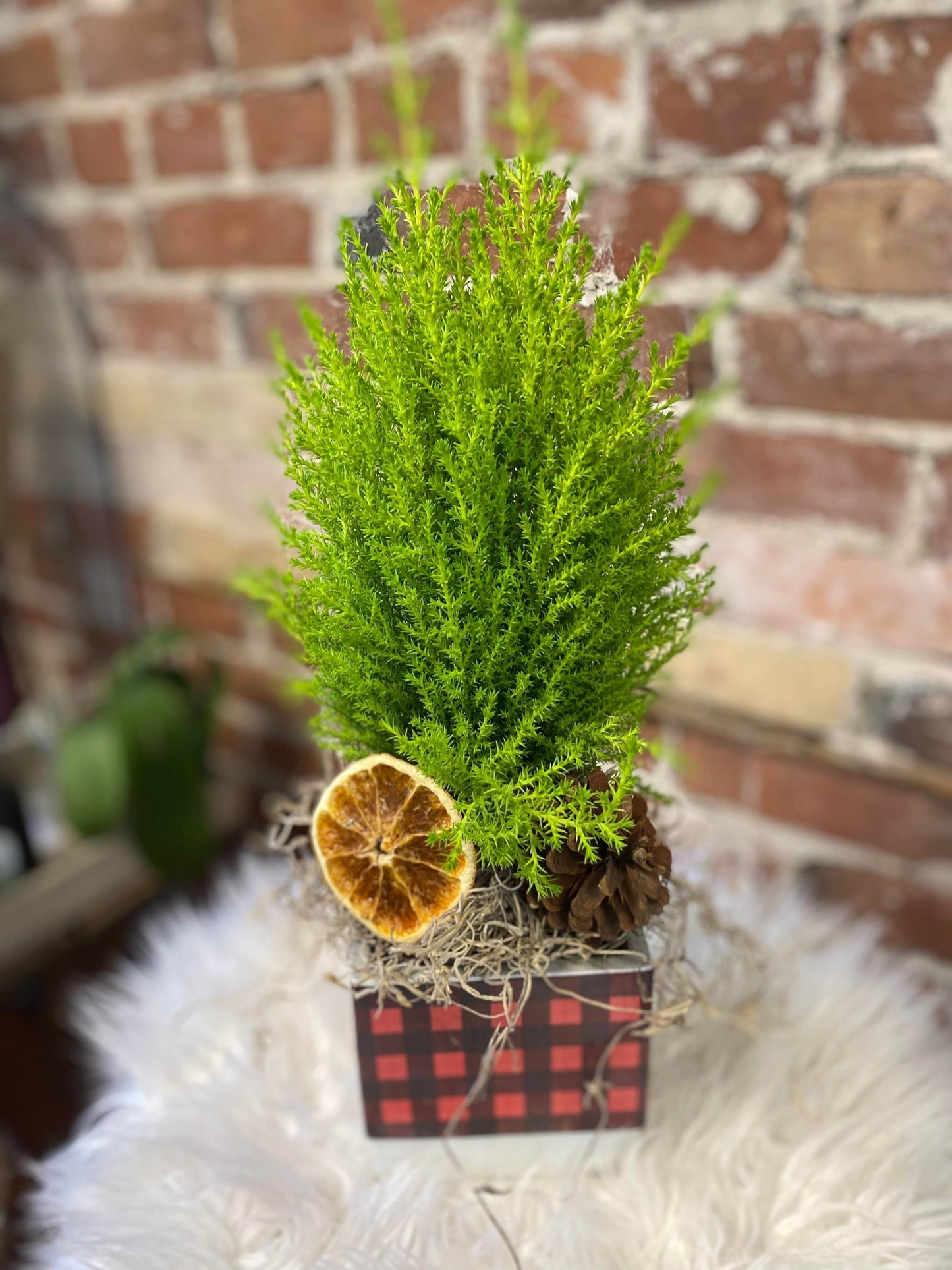 Lemon Cypress Goldcrest in a Ceramic Container