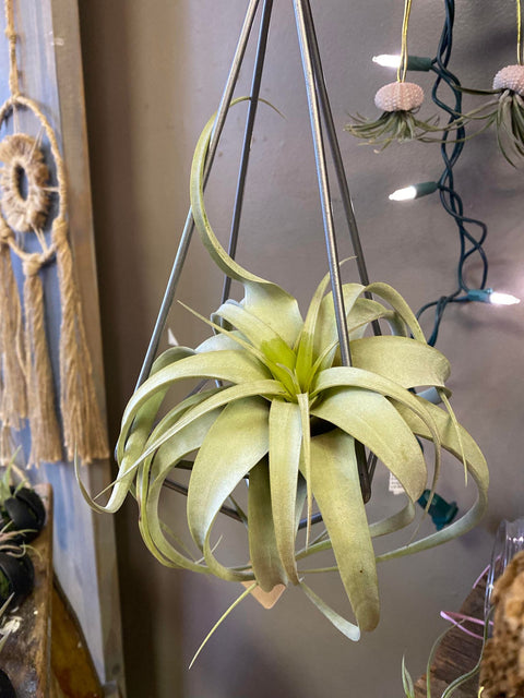Xerographica Air Plant