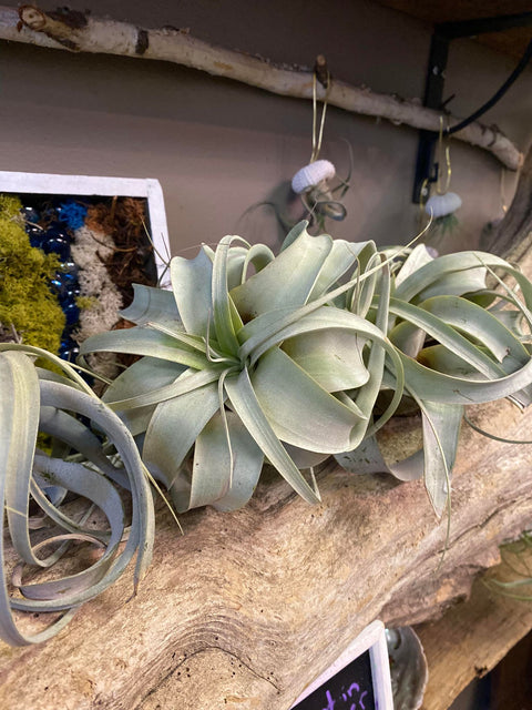 Xerographica Air Plant