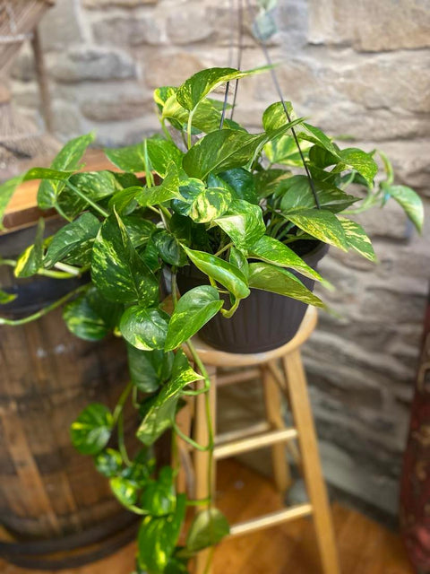 10" Hanging Golden Pothos