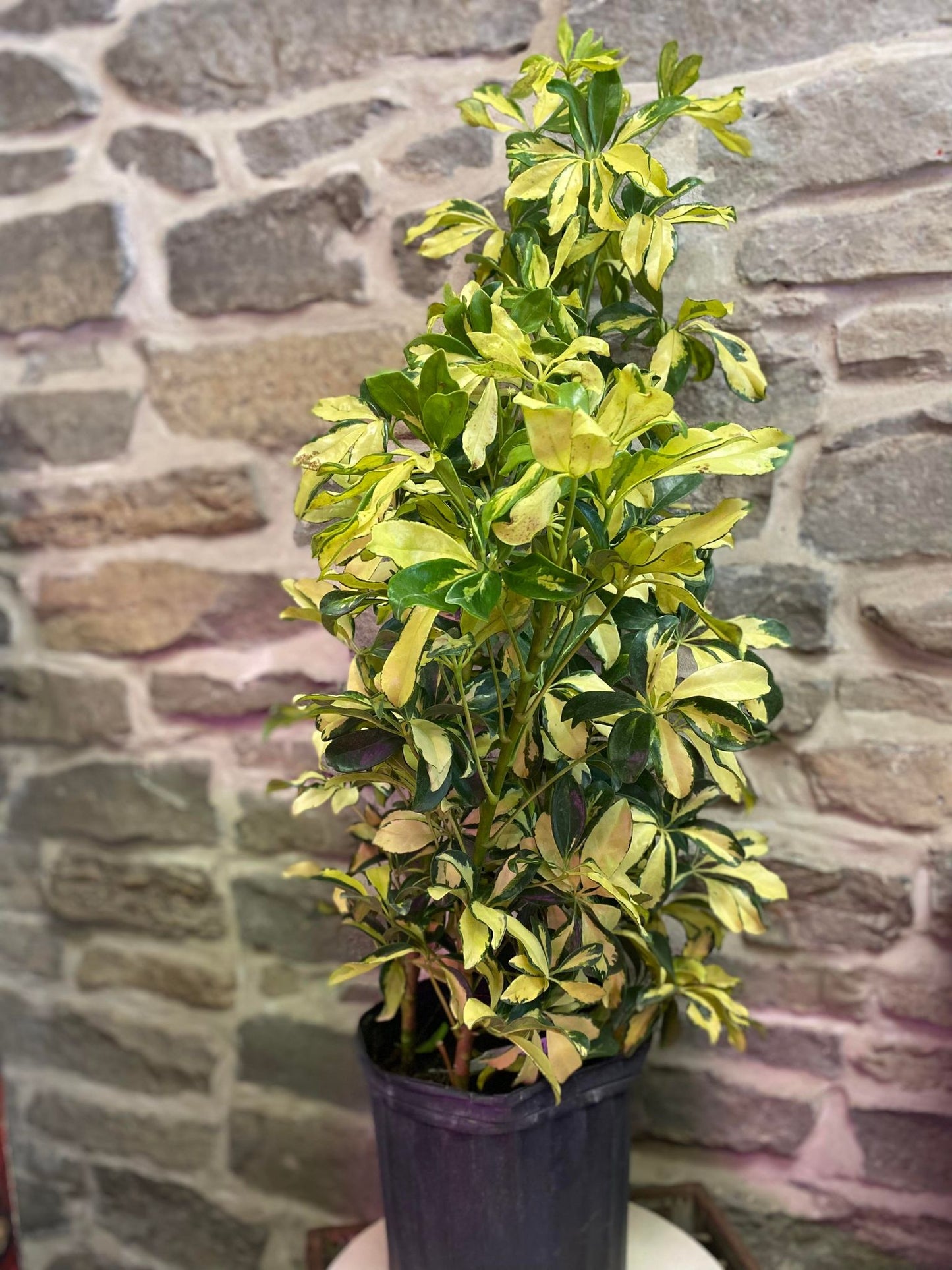 10" Umbrella Plant