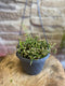 6" Rhipsalis Baccifera
