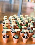 18 assorted succulents, potted 3.5" - Wild Little Roses