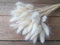 White lagurus, Dried Bunny Tail - Wild Little Roses