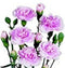 Dianthus - Wild Little Roses