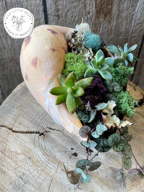 Succulent Shell