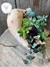 Succulent Shell