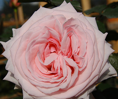 White Ohara Garden Rose - Wild Little Roses