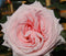 White Ohara Garden Rose - Wild Little Roses