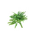 Boston Fern 6.5 Hanging Basket